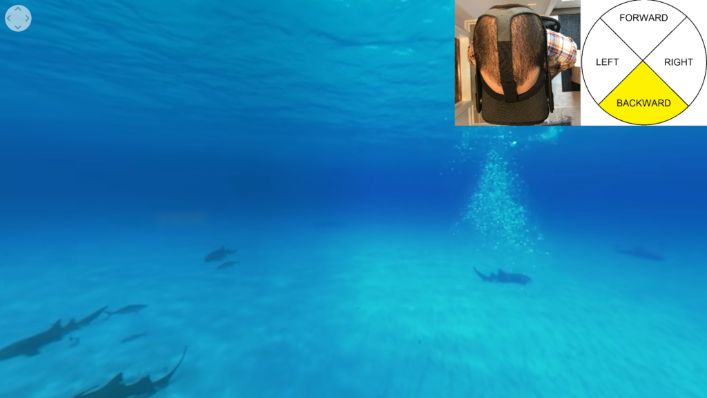 Audio Description: You descend to the ocean floor. Gray-green nurse sharks rest on the bottom, surrounded by small remora fish.