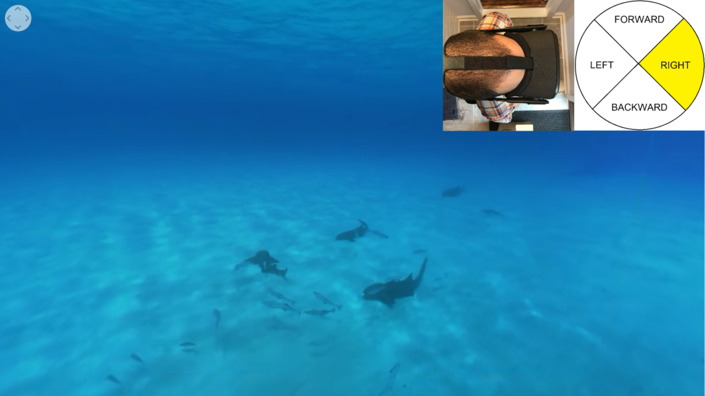 Audio Description: You descend to the ocean floor. Gray-green nurse sharks rest on the bottom, surrounded by small remora fish.